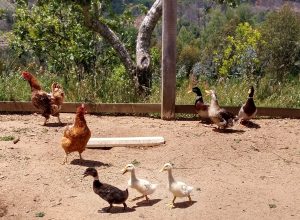 gallinero4