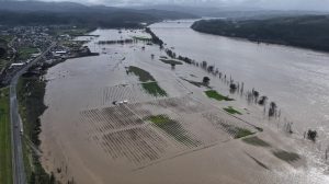 coelemu aerea temporal