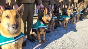 brigada canina carabineros