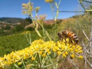 Apicultura regenerativa 3