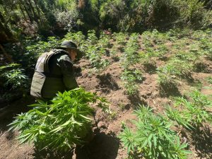 decomiso droga trehuaco