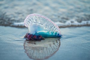 Portuguese man o' war man of war on the beach in Florida, Atlantic, Water, Salt water, blue