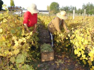 vendimia viña uva