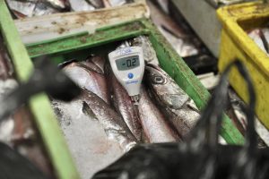 fiscalizacion pescados