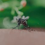mosquito dengue