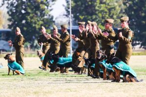 carabineros adiestramiento canino