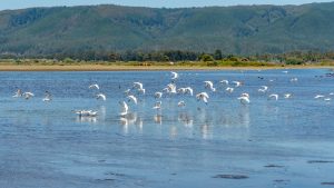 fotos comunicado aves-4