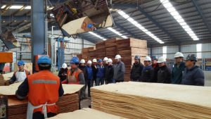 forestal Leon Coelemu