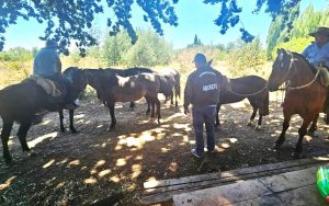 WhatsApp Image 2025-01-22 at 17.15.45