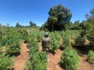 carabineros plantacion marihuana droga