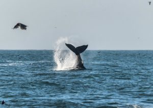 Dia De Las Ballenas 02