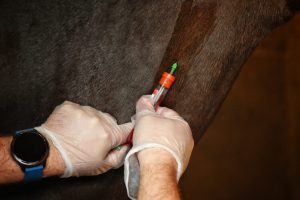 muestreo anemia equina