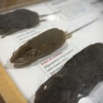 Hantavirus cobra nueva víctima en Ñuble: fallece hombre de 33 años con residencia en Cobquecura