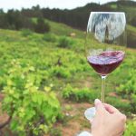 Programa IFI Itata impulsa inversión, innovación y trabajo colaborativo en el sector vitivinícola de Ñuble