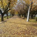 otoño antigua plaza de armas