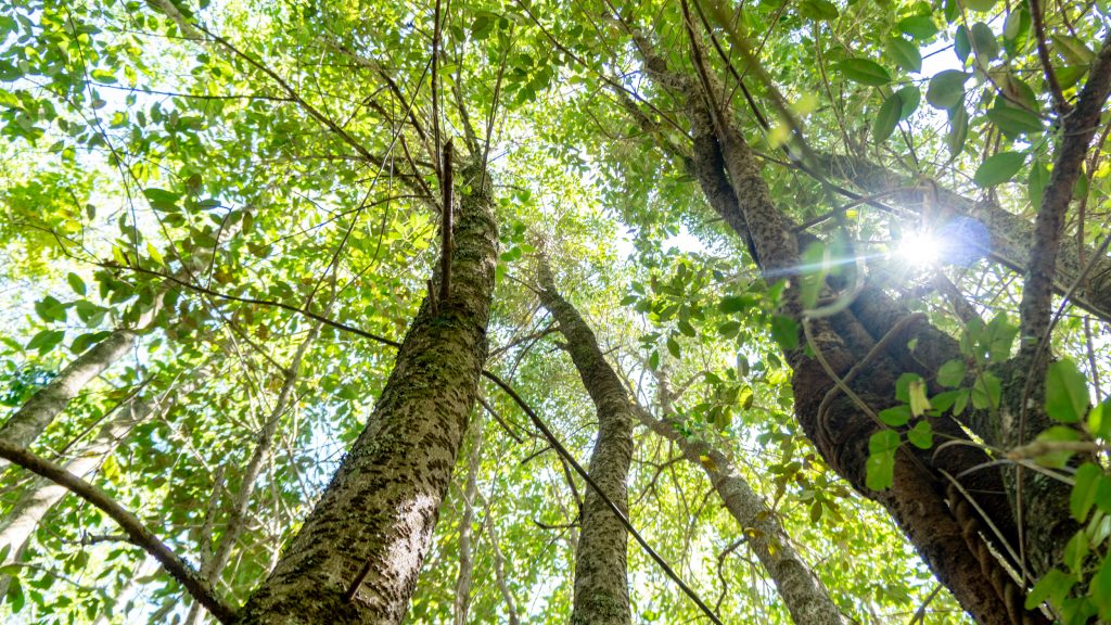 Queule Cobquecura-16