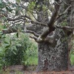 Quirihue impulsa trabajo conjunto para la conservación del Queule
