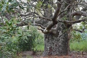 Queule-y-economía-verde-la-especie-en-peligro-que-abre-nuevos-nichos-productivos-en-el-Biobío-600x400