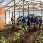 Inauguran primer invernadero de papayos para fortalecer la fruticultura costera en Ñuble