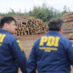 Fiscalía y PDI desarticulan la mayor asociación delictiva dedicada al robo de madera en Ñuble