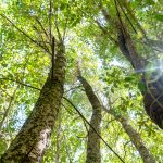 Día Mundial del Árbol: Ministerio del Medio Ambiente destaca la conservación del queule y fortalece acciones de restauración en Ñuble
