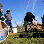 CONAF entrega boro a productores forestales de Quirihue para potenciar desarrollo de plantaciones jóvenes