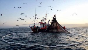 PESCA JIBIA ARCHIVO