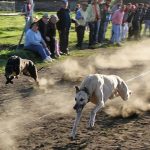 Cámara de Diputados aprueba prohibición de las carreras de perros en Chile