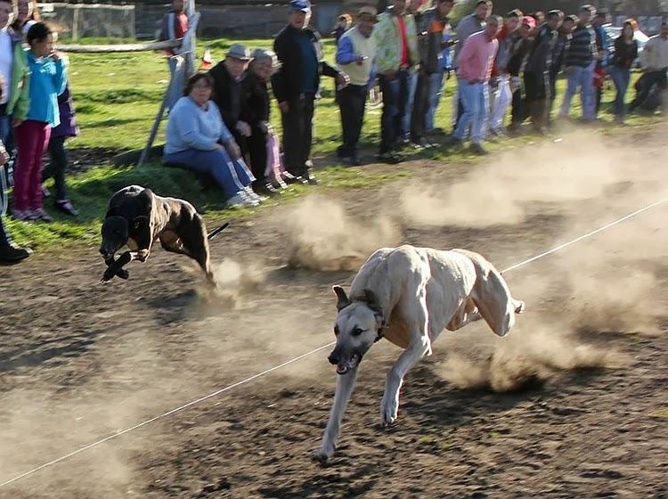 perros galgos