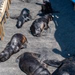 Cobquecura se suma al llamado para proteger la fauna marina mediante ciencia ciudadana