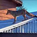 SAG activa Código Rojo tras presencia de zorro en pleno centro de Ñipas