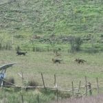 Vecina de sector rural de Quirihue denuncia ataque de perros a su crianza de terneros