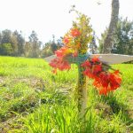 Cruz del Trigo: una tradición campesina que une la fe, la tierra y la vida